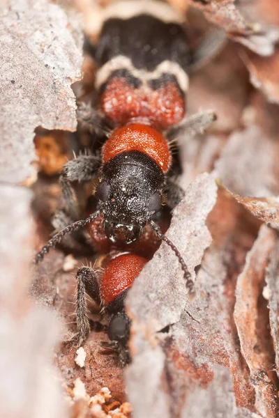 Páření Mravenců Thanasimus Formicarius Dřevě Makro Foto — Stock fotografie