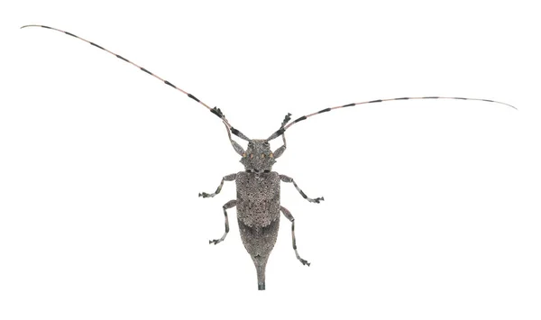 Fêmea Besouro Timberman Acanthocinus Aedilis Isolado Sobre Fundo Branco — Fotografia de Stock