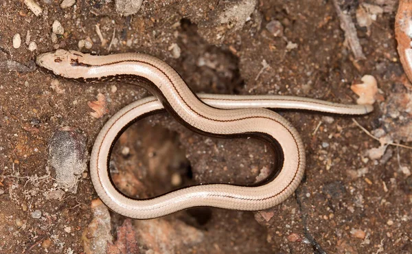 Slowworm, Anguis yerde.
