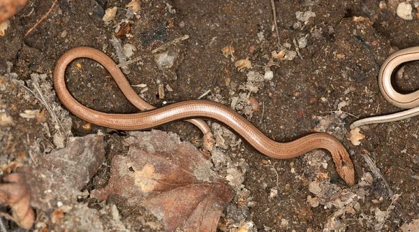 Slowworm, Anguis yerde.