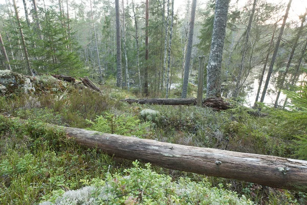 Untouched nature in front of a river in a nature reserve in sweden, this habitat is important for many endangered animals