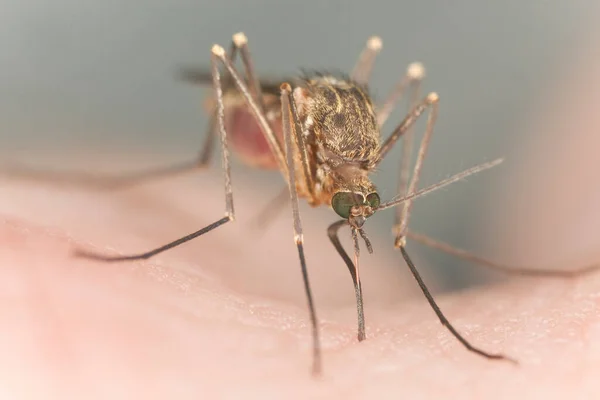 Mosquito Sugando Sangue Humano Foto Macro — Fotografia de Stock