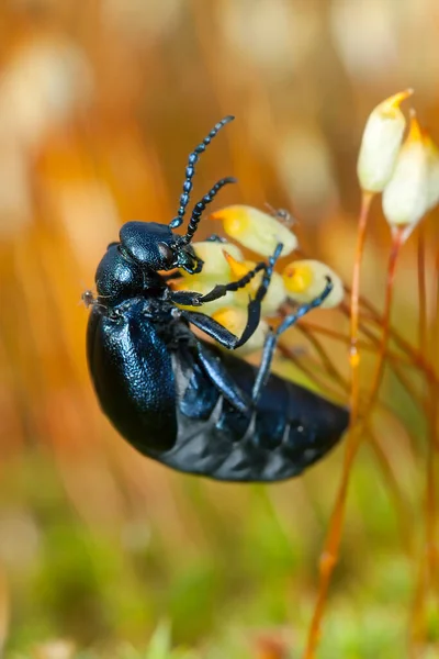 Vrouwelijke Violette Oliekever Meloe Violaceus Mos Macro Foto — Stockfoto