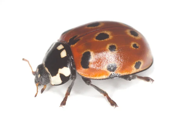 Macro Foto Van Een Lieveheersbeestje Anatis Ocellata Geïsoleerd Witte Achtergrond — Stockfoto