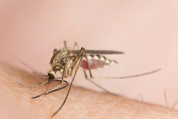 Mosquito Chupando Sangre Del Huésped Humano Este Insecto Portador Enfermedades — Foto de Stock