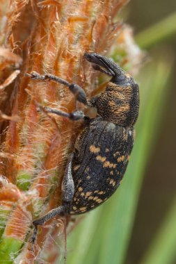 Large pine weevil, Hylobius abietis feeding on pine plant, this beetle is a pest on pine plants clipart