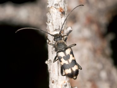 Longhorn böceği, Judolia tahtada seks, makro fotoğraf
