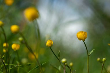 Düğünçiçeği bitkilerinin kapanışı