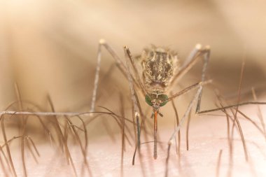 Sivrisinek insan ve makro fotoğrafla besleniyor.