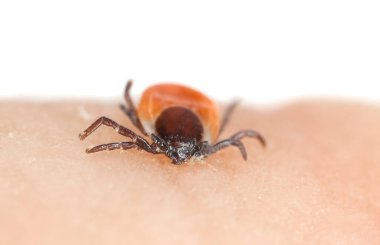 Castor fasulyesi kenesi, Ixodes ricinus insanlarla besleniyor, bu hayvan farklı hastalıklar taşıyor.