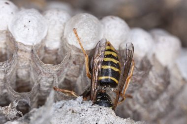 Eşek arısı yuvası, yakın plan fotoğraf.