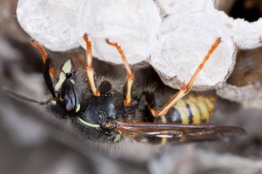 Eşek arısı yuvası, yakın plan fotoğraf.