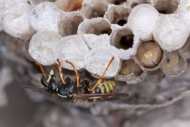 Eşek arısı yuvası, yakın plan fotoğraf.