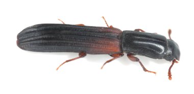 Beetle ve Colydium filiforme beyaz arkaplanda izole edildi