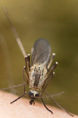 Sivrisinek insan konukçunun kanını emiyor.