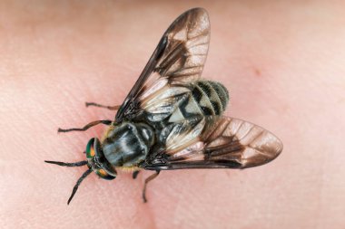 Çift ayaklı geyik sineği, Krisops kalıntısı insanlardan besleniyor.