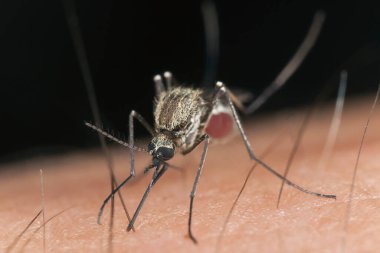 Sivrisinek insan konukçunun kanını emiyor. Bu böcek hastalık taşıyıcısı.