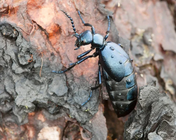 Női Ibolyaszín Olajbogár Meloe Violaceus Fán — Stock Fotó