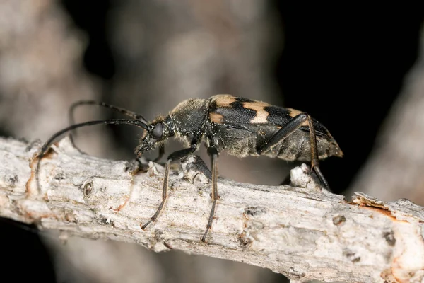 长角甲虫 木材上的茱莉亚六面体 宏观照片 — 图库照片