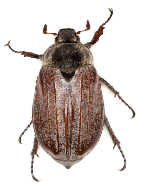 Bos Cockchafer Melolontha Hippocastani Geïsoleerd Witte Achtergrond — Stockfoto