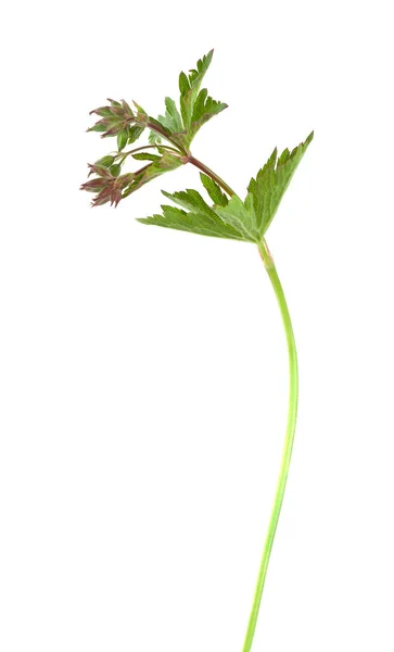 Dřevěný Jeřáb Geranium Sylvaticum Není Ještě Květu Izolované Bílém Pozadí — Stock fotografie