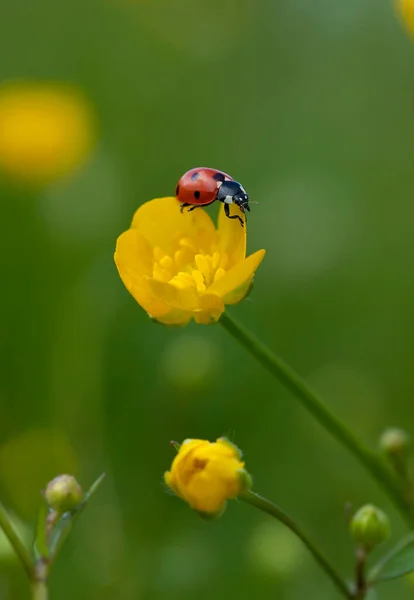 Сім Плям Сонечко Coccinella Chapempunctata Квітка Масляної Чашки Літній Час — стокове фото