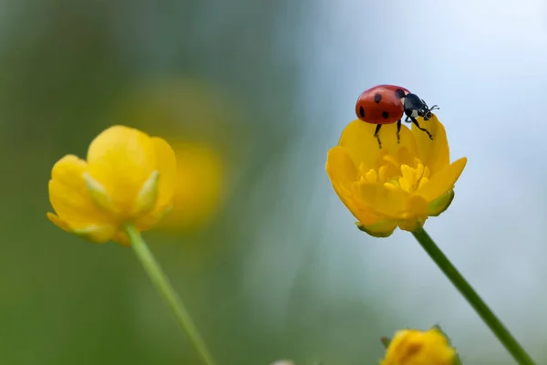 Сім Плям Сонечко Coccinella Chapempunctata Квітка Масляної Чашки Літній Час — стокове фото