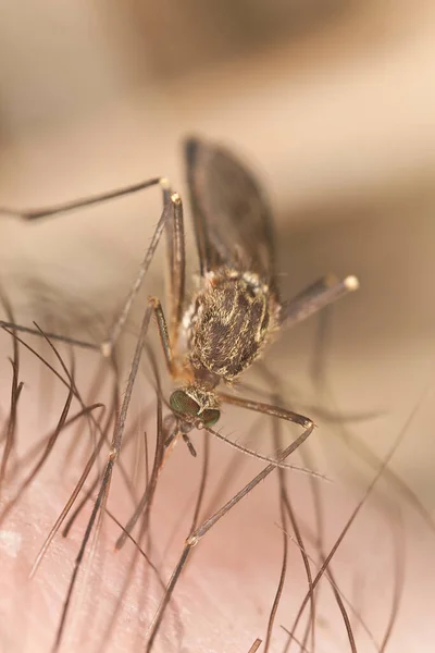 Alimentación Mosquitos Piel Humana Foto Macro Este Insecto Portador Enfermedades — Foto de Stock
