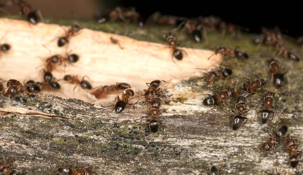 Kahverengi ağaç karıncaları, Lasius brunneus tahtada