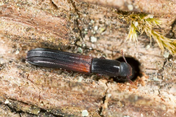 Besouro Colydium Filiforme Sobre Madeira Macrofoto — Fotografia de Stock