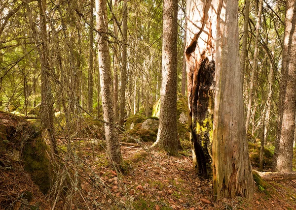 Bosque Virgen Mixto Suecia Este Entorno Ideal Para Muchos Insectos —  Fotos de Stock