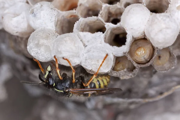 Eşek arısı yuvası, yakın plan fotoğraf.