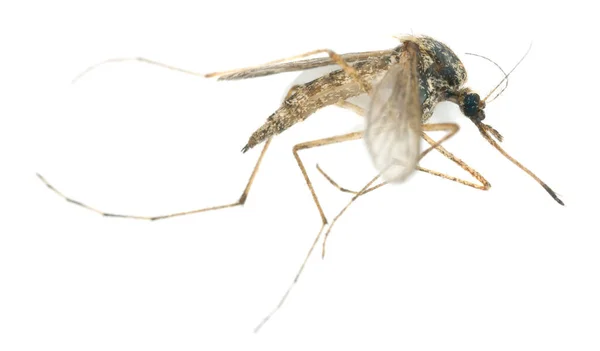 Szúnyog Elszigetelt Fehér Háttérrel Rovar Egy Terjesztő Betegségek — Stock Fotó