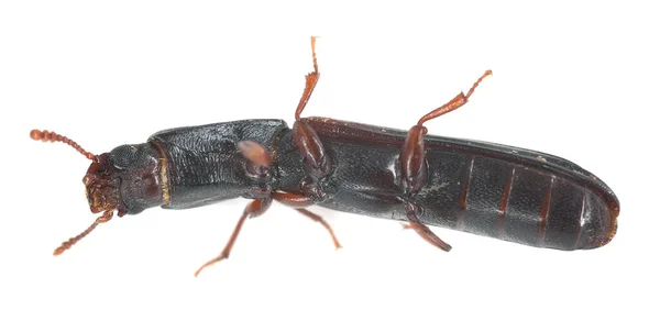 Beetle Colydium Filiforme Beyaz Arkaplanda Izole Edildi — Stok fotoğraf