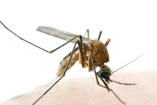 Komar Wysysający Krew Ludzkiego Nosiciela — Zdjęcie stockowe