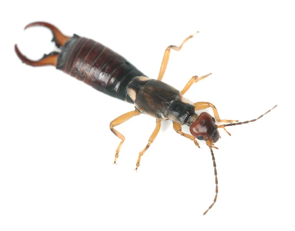 Earwig Isolated White Background Macro Photo — Stock Photo, Image