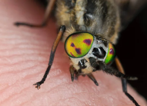 Twin Lobed Deerfly Chrysops Relictus Feeding Human — Stock Photo, Image