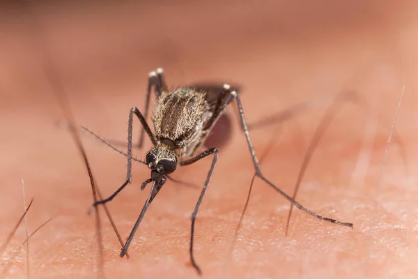 Mosquito Chupando Sangre Del Huésped Humano Este Insecto Portador Enfermedades — Foto de Stock