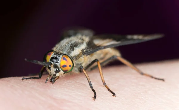 Twin Lobed Deerfly Chrysops Relictus Feeding Human Stock Photo