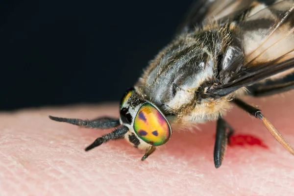 Twin Lobed Deerfly Chrysops Relictus Feeding Human Stock Image