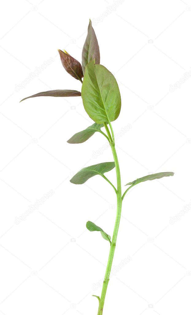 Lilac, Syringa vulgaris twig isolated on white background