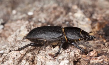Küçük geyik böceği, Dorcus parallelipipedus tahtada, makro fotoğraf