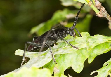 Büyük oğlak böceği, meşe yaprakları üzerindeki Cerambyx serdosu, İsveç 'te bu büyük böceğin nesli tükenmekte ve kanunen korunmakta.