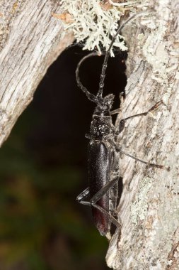 Büyük oğlak böceği, meşe ağacının üzerindeki Cerambyx serdosu, bu büyük böcek İsveç 'te kanunen tehlike altında ve korunuyor.