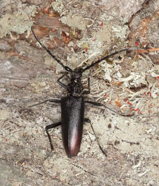 Büyük oğlak böceği, meşe ağacının üzerindeki Cerambyx serdosu, bu büyük böcek İsveç 'te kanunen tehlike altında ve korunuyor.