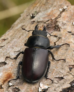 Dişi geyik böceği, tahtanın üzerindeki Lucanus cervus, bu büyük böcek İsveç kanunlarıyla korunuyor.