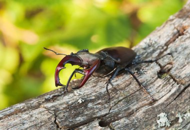 Male stag beetle, Lucanus cervus on wood, this large insect is protected by law in sweden clipart