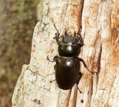 Dişi geyik böceği, Lucanus cervus tahtada
