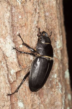 Dişi geyik böceği, Lucanus cervus tahtada