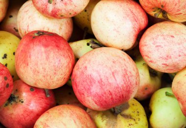 Olgun elma hasadına yakın çekim